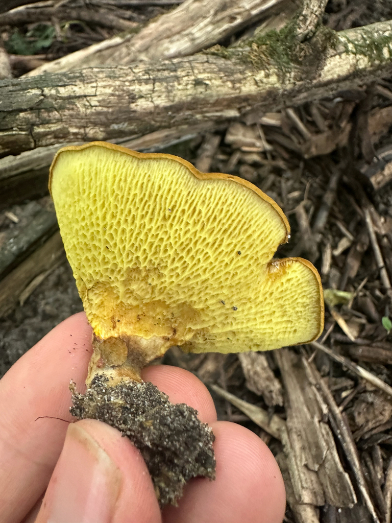 ash-tree bolete · August 2026 · photo: Photo: (c) Peter Quakenbush, some rights reserved (CC BY) · iNaturalist