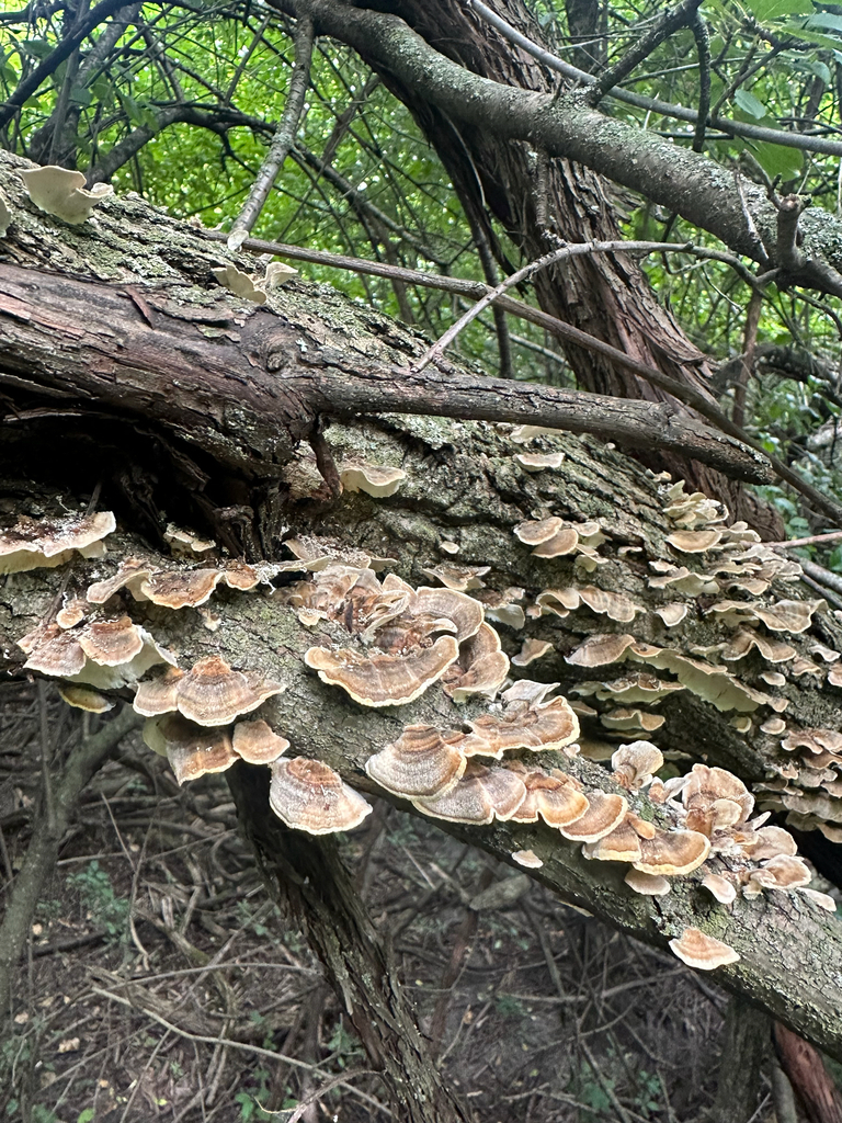 turkey-tail · August 2026 · photo: Photo: (c) Peter Quakenbush, some rights reserved (CC BY) · iNaturalist