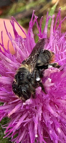 iNaturalist observation photo of Bees