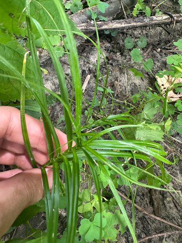 Carex muskingumensis