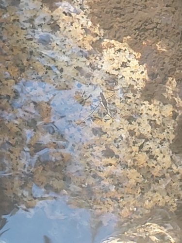 iNaturalist observation photo of North American Common Water Strider