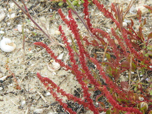 Rumex bucephalophorus, photograph 4