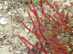 Rumex bucephalophorus, photograph (c) Duarte Frade, some rights reserved (CC BY)
