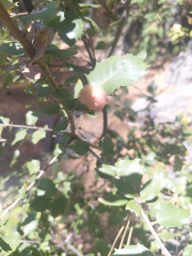 iNaturalist observation photo of Heteroecus dasydactyli