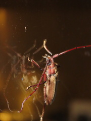 Aegolipton marginale