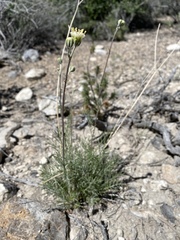 Hymenopappus filifolius eriopodus