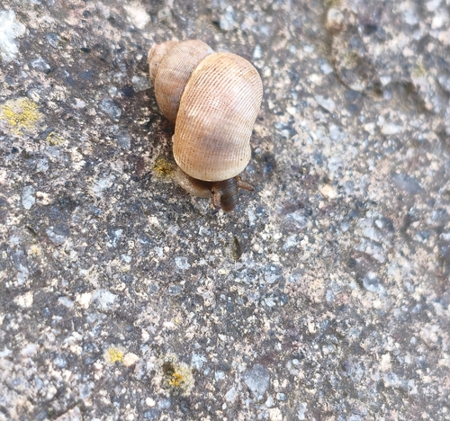 Round-mouthed Snail