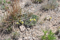 Eriogonum lachnogynum