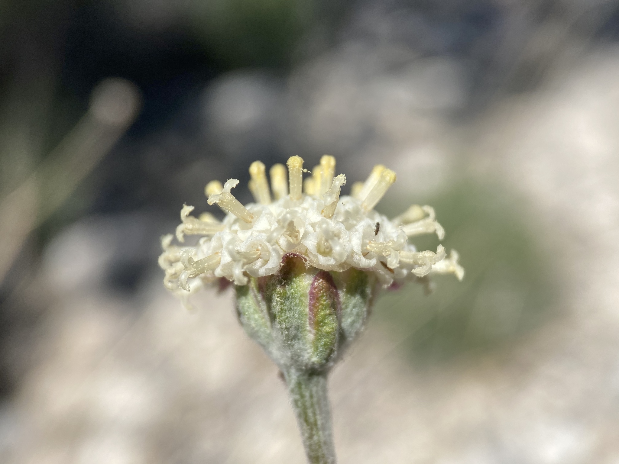 Hymenopappus filifolius var. eriopodus