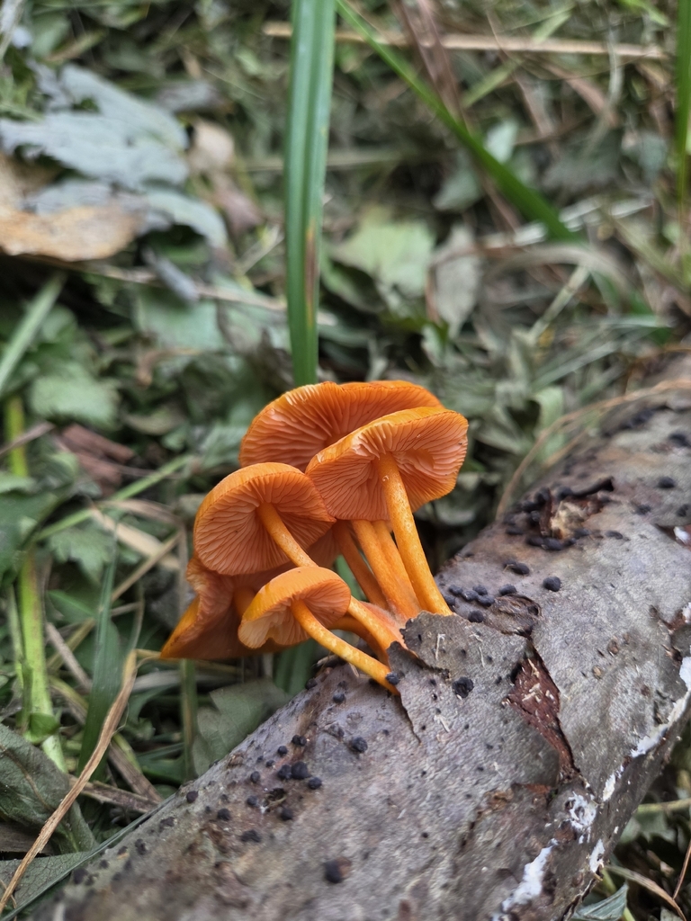 orange mycena · August 2026 · photo: Photo: (c) Kevin Popowich, some rights reserved (CC BY) · iNaturalist