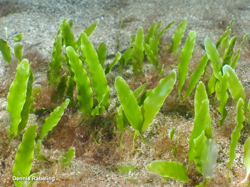 Caulerpa prolifera observed 2026-08-28