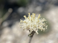 Hymenopappus filifolius eriopodus