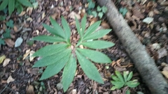 Helleborus viridis