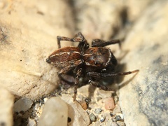 Attinella dorsata