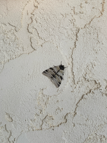 White Underwing
