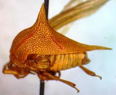 Umbonia spinosa