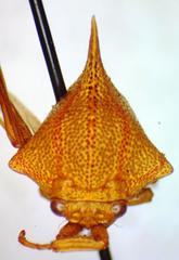 Umbonia spinosa