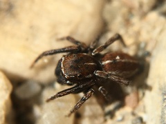 Attinella dorsata