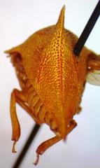 Umbonia spinosa