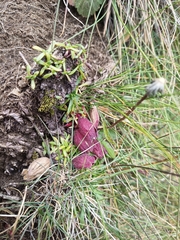 Saponaria pumila