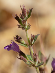 Hedeoma nana