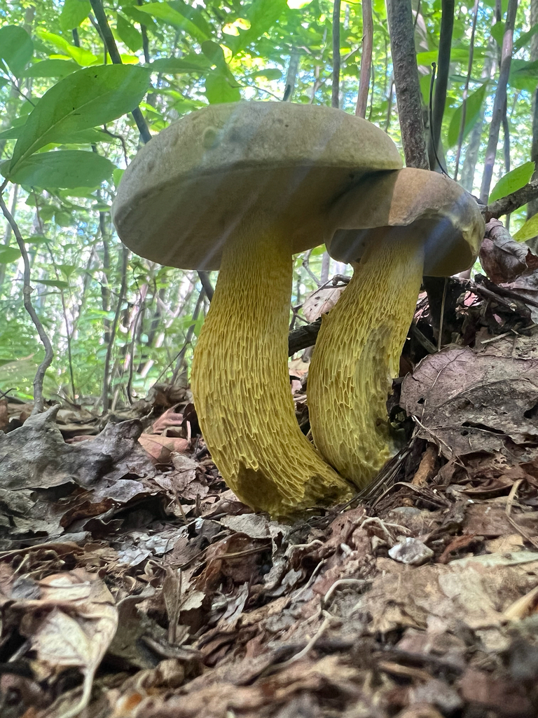 Ornate-stalked bolete · August 2026 · photo: Photo: (c) Deana Tempest Thomas, some rights reserved (CC BY) · iNaturalist