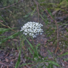(c) ronavery, some rights reserved (CC BY) Conospermum longifolium, photograph (c) ronavery, some rights reserved (CC BY)