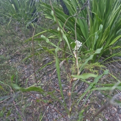 (c) ronavery, some rights reserved (CC BY) Conospermum longifolium, photograph (c) ronavery, some rights reserved (CC BY)