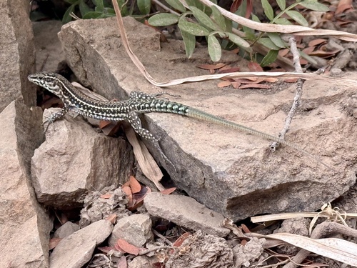 Tyrrhenian Wall Lizard