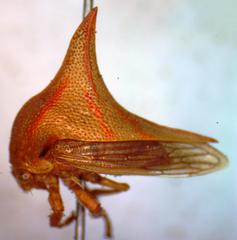 Umbonia