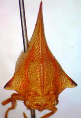 Umbonia
