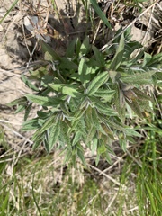 Veronicastrum virginicum