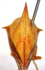 Umbonia