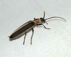 Oxycopis mimetica