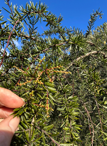 Acacia riceana, photograph 6