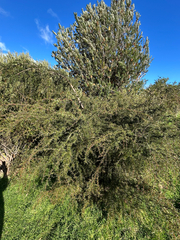 (c) AmandaF, some rights reserved (CC BY) Acacia riceana, photograph (c) AmandaF, some rights reserved (CC BY)