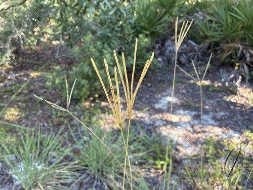 Eustachys petraea, photograph 1