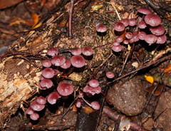 Mycena kurramulla