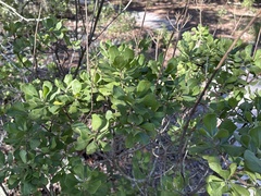 Garberia heterophylla, photograph (c) geosesarma, some rights reserved (CC BY)