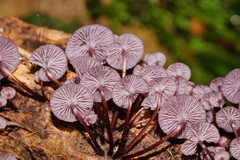 Mycena kurramulla