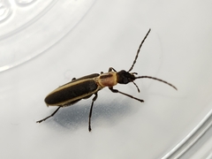 Oxycopis mimetica