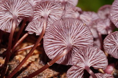 Mycena kurramulla