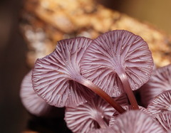Mycena kurramulla