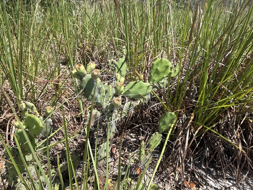 Opuntia austrina, photograph 3
