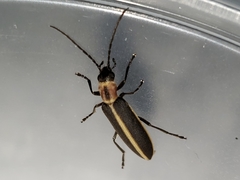 Oxycopis mimetica