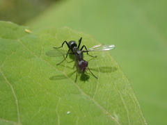 Myrmecothea myrmecoides