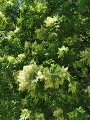 Syringa reticulata