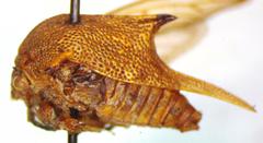Umbonia reclinata