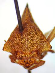Umbonia reclinata