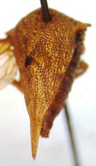 Umbonia reclinata